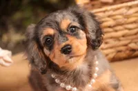 Havilah, a female Cavalier King Charles Spaniel and Miniature Bernedoodle for sale in Warsaw, IN – 8 of 10