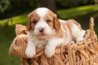 Joshua, a male Cavalier King Charles Spaniel and Miniature Bernedoodle for sale in Warsaw, IN – 3 of 7
