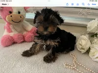AKC #2 , a female Yorkshire Terrier for sale in Dunnellon, FL – 3 of 4