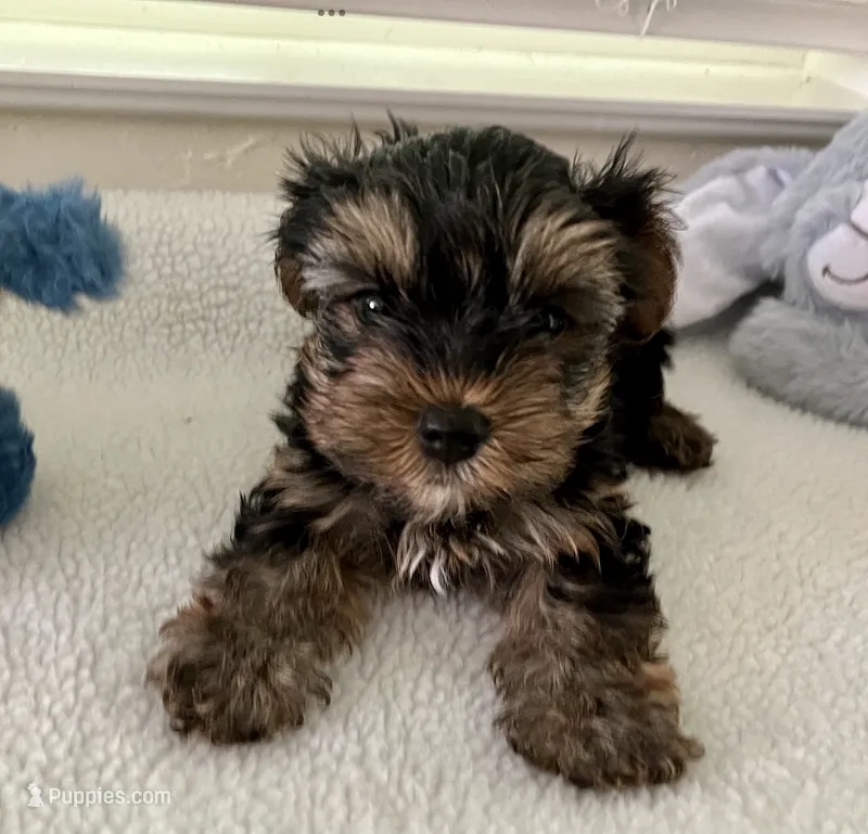 AKC #1 – Yorkshire Terrier puppy for sale in Dunnellon, FL
