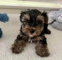 AKC #1, a male Yorkshire Terrier for sale in Dunnellon, FL – 1 of 4