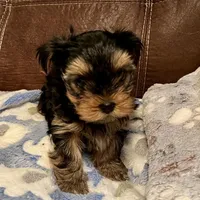 AKC Winston, a male Yorkshire Terrier for sale in Dunnellon, FL – Photo 2 of 3