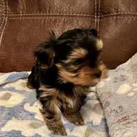 AKC Winston, a male Yorkshire Terrier for sale in Dunnellon, FL – Photo 1 of 3