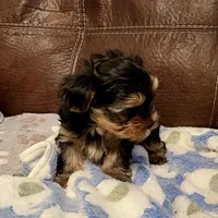 AKC  Jackson, a male Yorkshire Terrier for sale in Dunnellon, FL – Photo 1 of 3