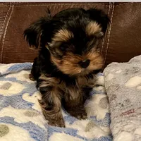 AKC  Jackson, a male Yorkshire Terrier for sale in Dunnellon, FL – Photo 3 of 3