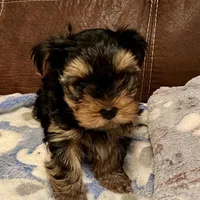 AKC  Jackson, a male Yorkshire Terrier for sale in Dunnellon, FL – Photo 2 of 3