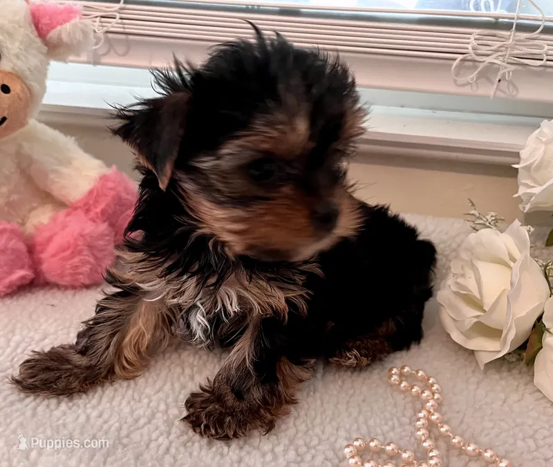 AKC #2  – Yorkshire Terrier puppy for sale in Dunnellon, FL