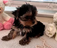 AKC #2 , a female Yorkshire Terrier for sale in Dunnellon, FL – 1 of 4