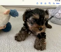 AKC #1, a male Yorkshire Terrier for sale in Dunnellon, FL – 4 of 4