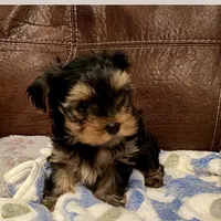 AKC Buddy, a male Yorkshire Terrier for sale in Dunnellon, FL – Photo 1 of 3