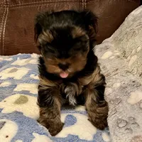 AKC Buddy, a male Yorkshire Terrier for sale in Dunnellon, FL – Photo 3 of 3