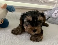 AKC #1, a male Yorkshire Terrier for sale in Dunnellon, FL – 3 of 4