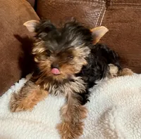 AKC female, a male Yorkshire Terrier for sale in Dunnellon, FL – Photo 3 of 4