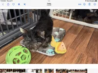 AKC female, a male Yorkshire Terrier for sale in Dunnellon, FL – Photo 4 of 4