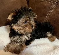AKC female, a male Yorkshire Terrier for sale in Dunnellon, FL – Photo 2 of 4