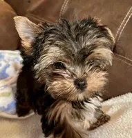 AKC female, a male Yorkshire Terrier for sale in Dunnellon, FL – Photo 1 of 4