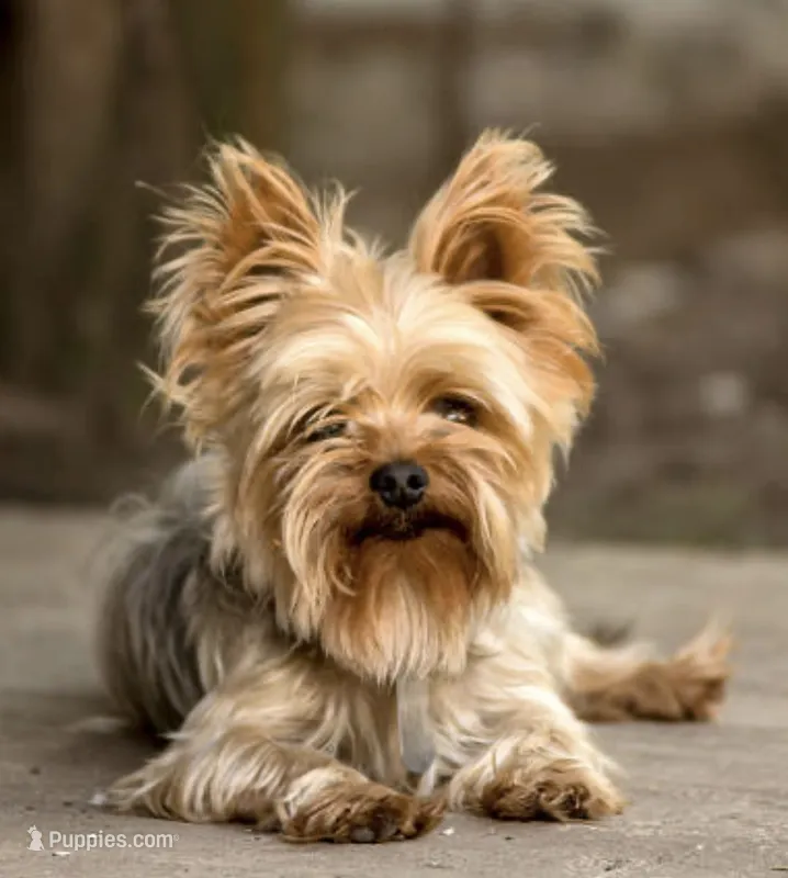 Cagney – Yorkshire Terrier puppy for sale in Dunnellon, FL