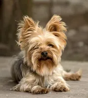 Cagney, a female Yorkshire Terrier for sale in Dunnellon, FL – 1 of 1