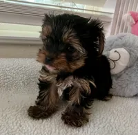 AKC #1, a male Yorkshire Terrier for sale in Dunnellon, FL – 2 of 4