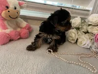 AKC #2 , a female Yorkshire Terrier for sale in Dunnellon, FL – 2 of 4