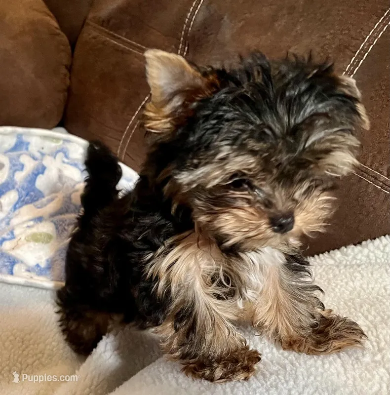 AKC Jackson, a male Yorkshire Terrier for sale in Dunnellon, FL – Photo 1 of 3