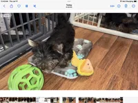 AKC Jackson, a male Yorkshire Terrier for sale in Dunnellon, FL – Photo 3 of 3