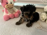 AKC #2 , a female Yorkshire Terrier for sale in Dunnellon, FL – 4 of 4