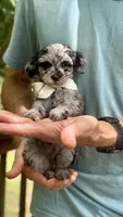 Fletcher , a male Poodle - Miniature  for sale in Pensacola Station, FL – 3 of 4