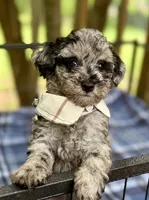 Fletcher , a male Poodle - Miniature  for sale in Pensacola Station, FL – 2 of 4