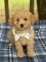 Mitchel, a male Poodle - Miniature  for sale in Pensacola Station, FL – 1 of 4