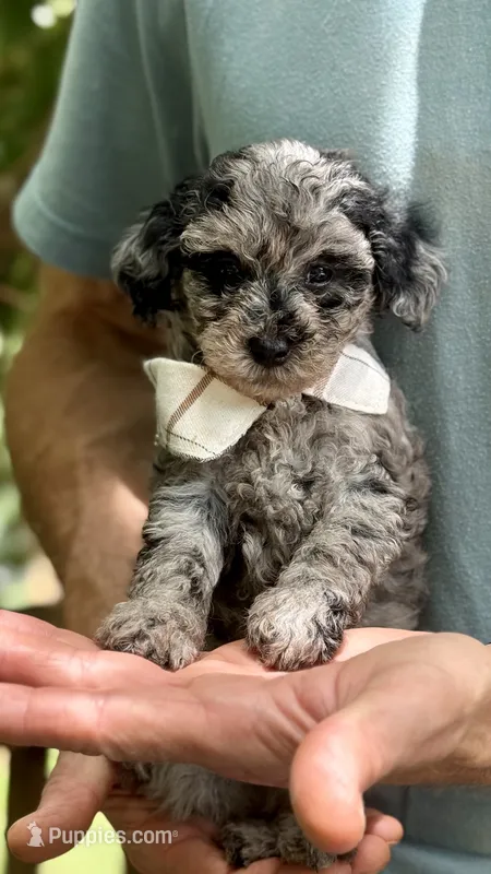 Fletcher  – Poodle - Miniature  puppy for sale in Pensacola Station, FL