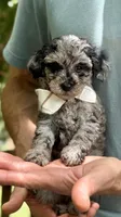 Fletcher , a male Poodle - Miniature  for sale in Pensacola Station, FL – 1 of 4