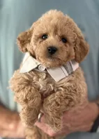 Mitchel, a male Poodle - Miniature  for sale in Pensacola Station, FL – 3 of 4