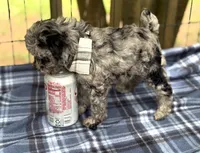 Fletcher , a male Poodle - Miniature  for sale in Pensacola Station, FL – 4 of 4
