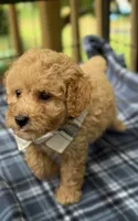 Mitchel, a male Poodle - Miniature  for sale in Pensacola Station, FL – 4 of 4