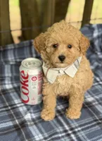 Mitchel, a male Poodle - Miniature  for sale in Pensacola Station, FL – 2 of 4