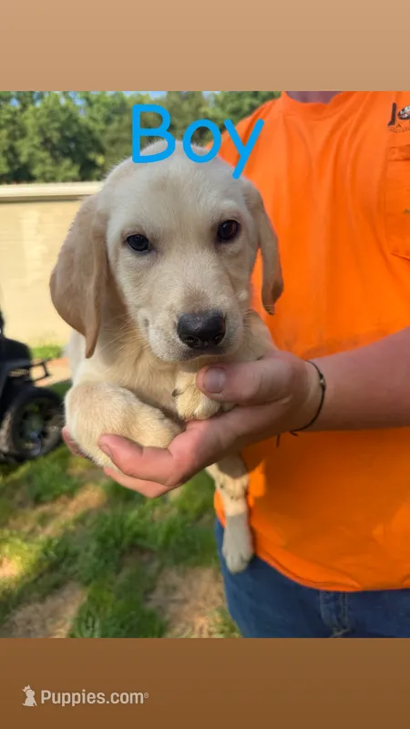 Yellow  – Labrador Retriever puppy for sale in Effingham, IL