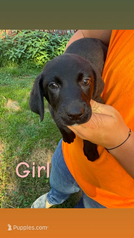 Black  – Labrador Retriever puppy for sale in Effingham, IL