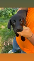 Black , a female Labrador Retriever for sale in Effingham, IL – 1 of 1
