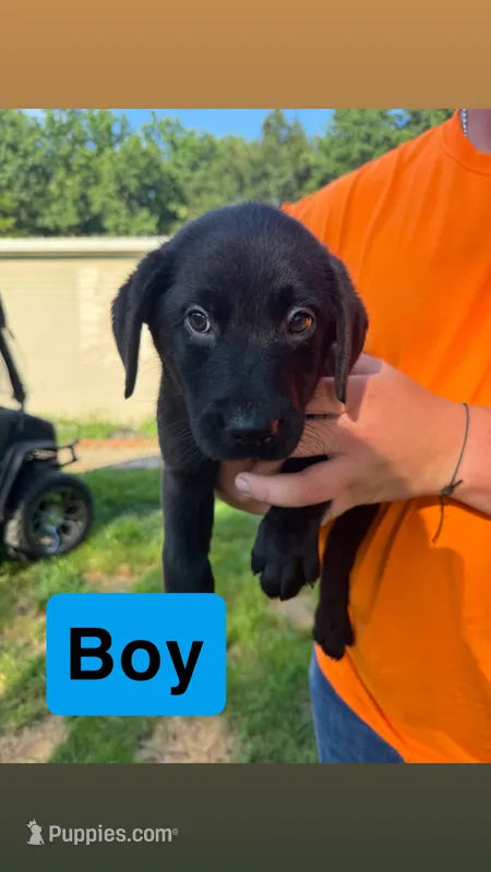 Black – Labrador Retriever puppy for sale in Effingham, IL