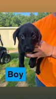 Black, a male Labrador Retriever for sale in Effingham, IL – 1 of 1