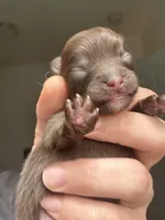 RARE MINI Chocolate Female with heart marking , a female Pomeranian for sale in Council Bluffs, IA – 5 of 6