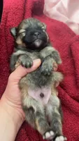 Wolf sable male , a male Pomeranian for sale in Council Bluffs, IA – 5 of 6