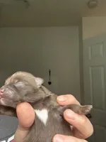 RARE MINI Chocolate Female with heart marking , a female Pomeranian for sale in Council Bluffs, IA – 6 of 6