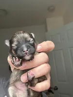 RARE MINI Chocolate Sable Male, a male Pomeranian for sale in Council Bluffs, IA – 4 of 6