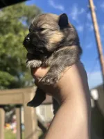 Wolf sable male , a male Pomeranian for sale in Council Bluffs, IA – 2 of 6