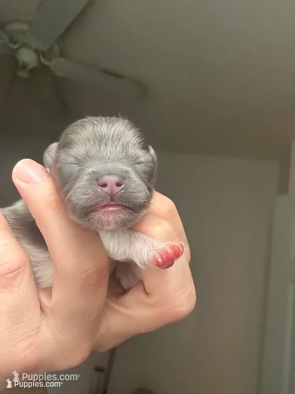 RARE MINI Lavender/ Blue Male – Pomeranian puppy for sale in Council Bluffs, IA