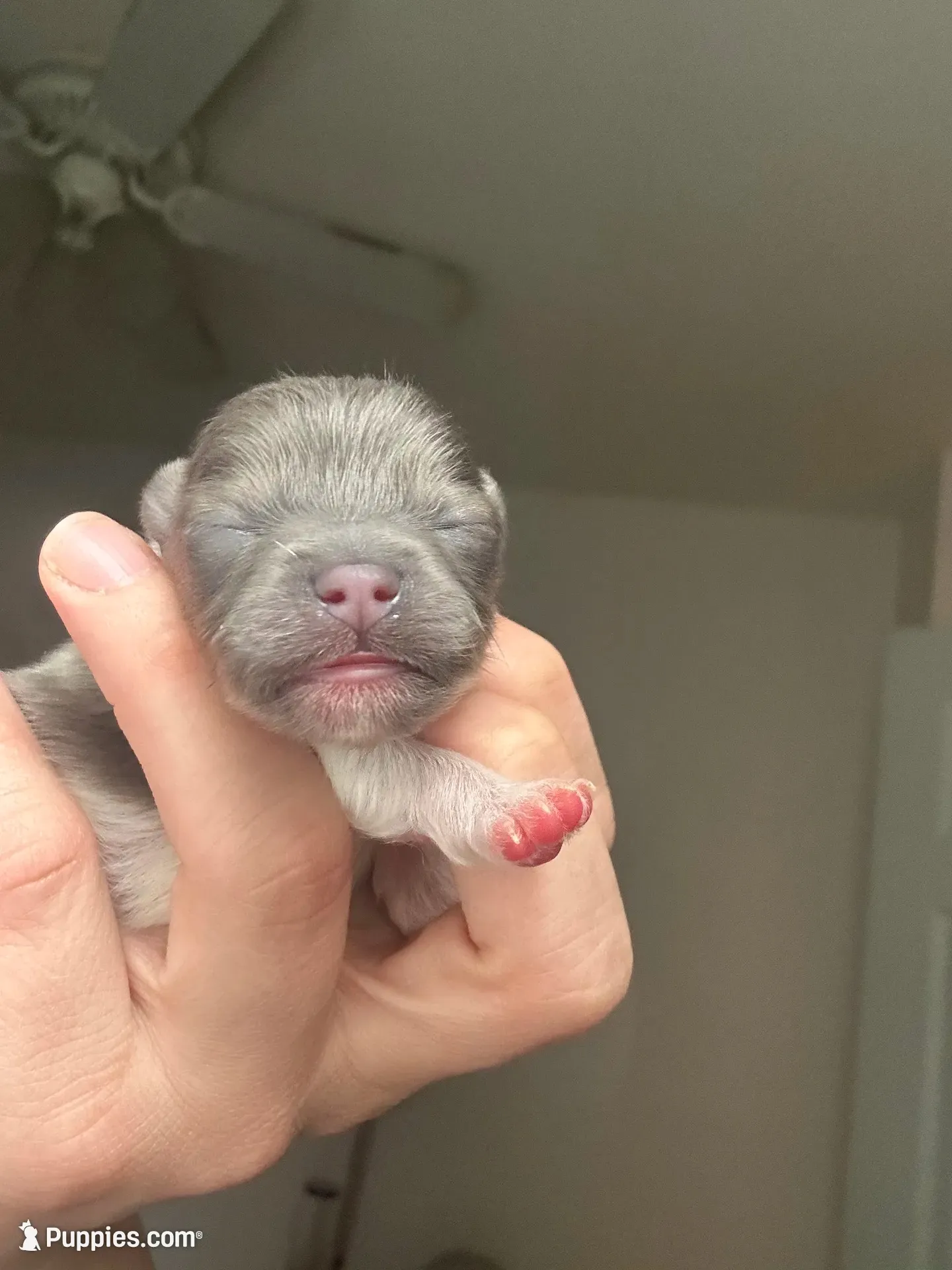 RARE MINI Lavender/ Blue Male, a male Pomeranian for sale in Council Bluffs, IA – 1 of 4