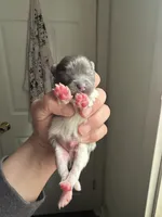 RARE MINI Lavender/ Blue Male, a male Pomeranian for sale in Council Bluffs, IA – 4 of 4