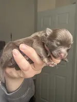 RARE MINI Chocolate Female with heart marking , a female Pomeranian for sale in Council Bluffs, IA – 2 of 6